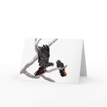 森林赤尾黒尾尾尾尾尾鳥