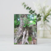 森林郵便はがき ポストカード (スタンド正面)