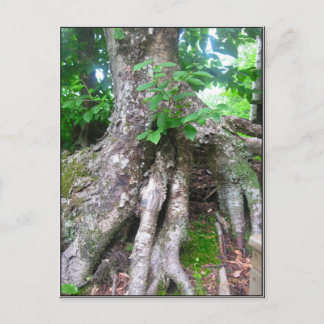 森林郵便はがき ポストカード