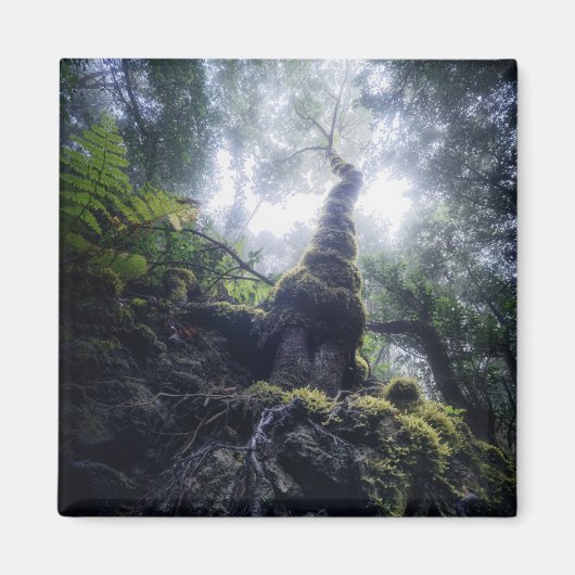 森林 |アナガルーラルパークカナリア諸島 マグネット (正面)