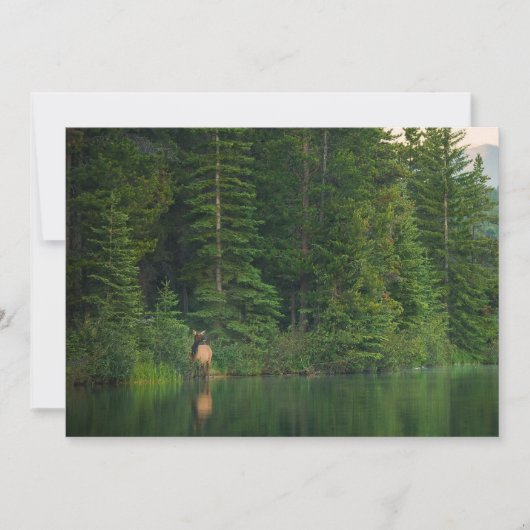 森林 |アルバータ州バンフ国立公園でエルク サンキューカード (正面)