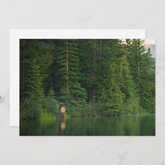 森林 |アルバータ州バンフ国立公園でエルク サンキューカード (正面/裏面)