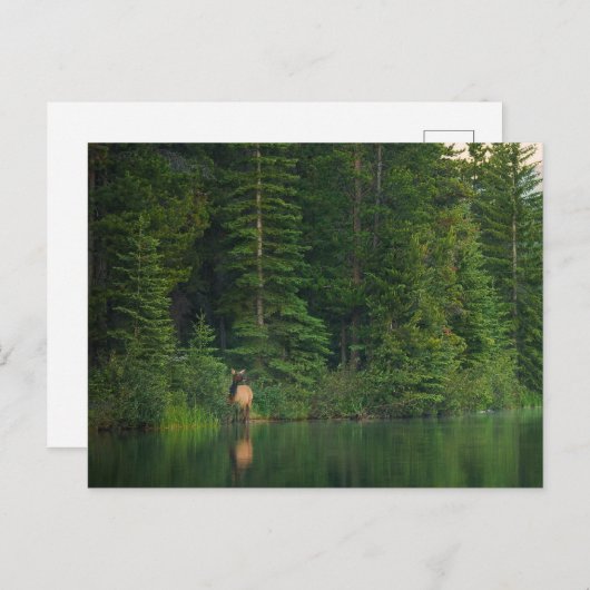 森林 |アルバータ州バンフ国立公園でエルク ポストカード (正面/裏面)