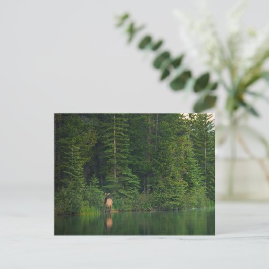 森林 |アルバータ州バンフ国立公園でエルク ポストカード (スタンド正面)