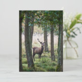 森林 |ウッドランズ&レッドディアー サンキューカード (スタンド正面)