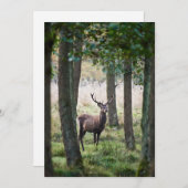 森林 |ウッドランズ&レッドディアー サンキューカード (正面/裏面)