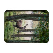 森林 |ウッドランズ&レッドディアー マグネット (横)