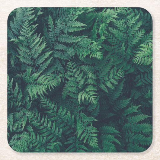 森林 |ウッドランドシダ スクエアペーパーコースター (正面)