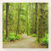 森林 |オリンピック国立公園 ガラスコースター (正面)