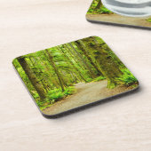 森林 |オリンピック国立公園 コースター (左側)