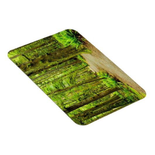 森林 |オリンピック国立公園 マグネット (右側)