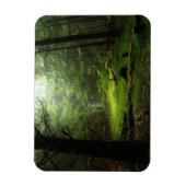 森林 |オーベルニュ・フランス マグネット (縦)