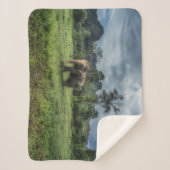 森林 カオソク国立公園 シェルパブランケット (正面)