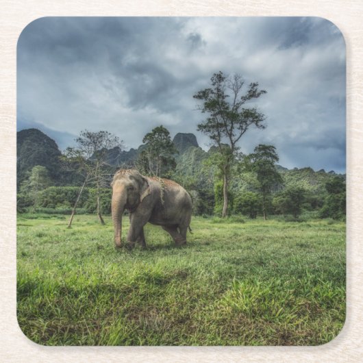 森林 カオソク国立公園 スクエアペーパーコースター (正面)