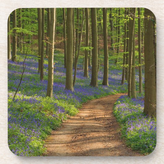 森林 |ベルギーのBluebell Forest コースター (正面)