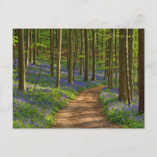 森林 ベルギーのBluebell Forest ポストカード