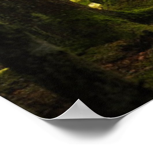 森林 |ボレアルフォレストスウェーデン ポスター (角)