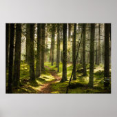 森林 |ボレアルフォレストスウェーデン ポスター (正面)