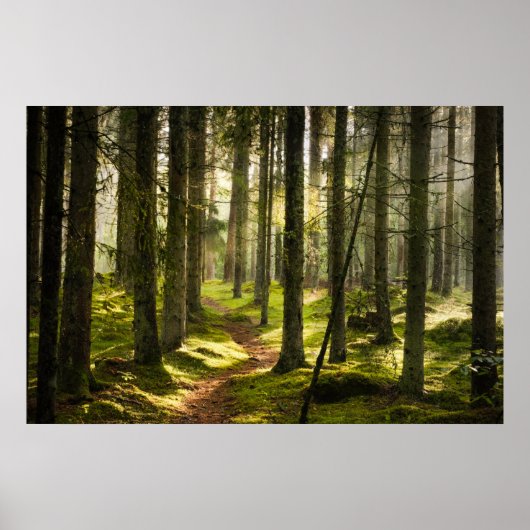 森林 |ボレアルフォレストスウェーデン ポスター (正面)