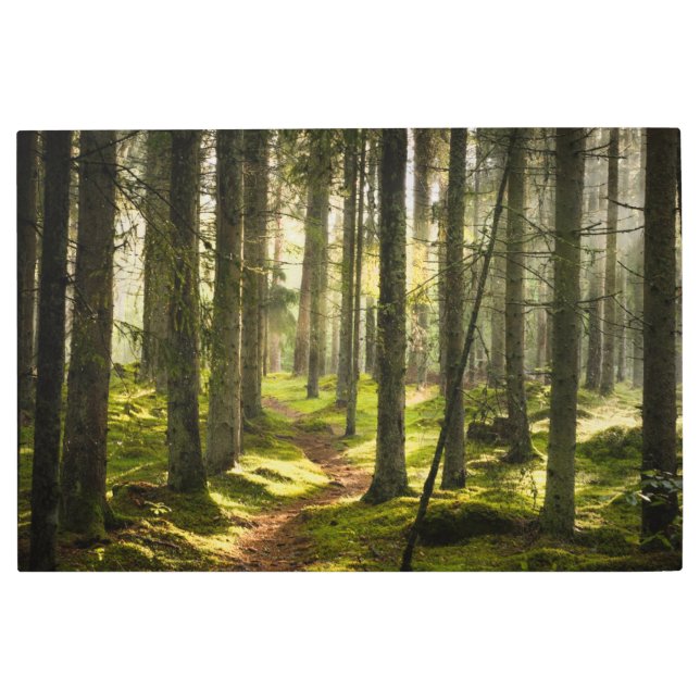 森林 |ボレアルフォレストスウェーデン メタルプリント (正面)