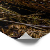 森林 |ボーシャン滝オーストラリア ポスター (角)