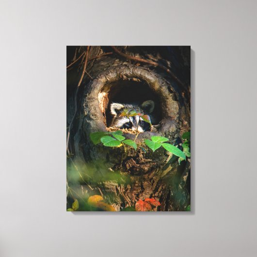 森林 |ラクーンのぞき取り キャンバスプリント (正面)