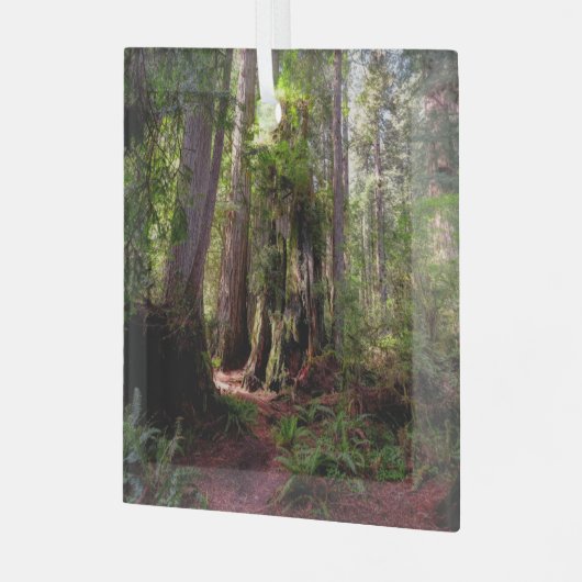 森林 |レッドウッド・フォレスト・カリフォルニア ガラスオーナメント (正面左)
