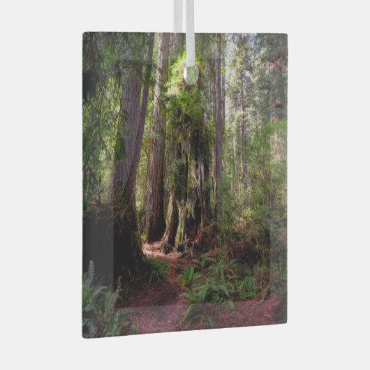 森林 |レッドウッド・フォレスト・カリフォルニア ガラスオーナメント (正面右)