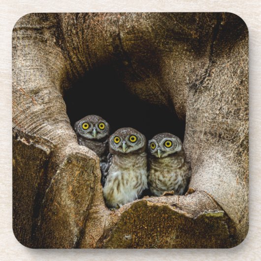 森林 |探している3つのフクロウ コースター (正面)