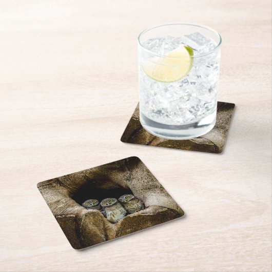 森林 |探している3つのフクロウ スクエアペーパーコースター (インサイチュ)