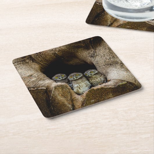 森林 |探している3つのフクロウ スクエアペーパーコースター (アングル)