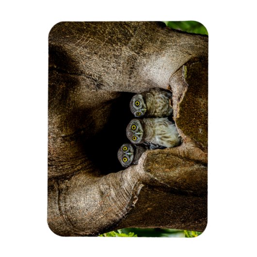 森林 |探している3つのフクロウ マグネット (縦)