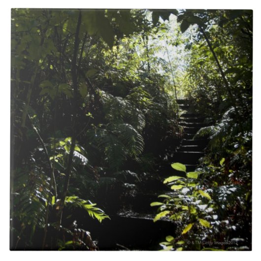 森林、日光の素朴な階段か歩道 タイル (正面)