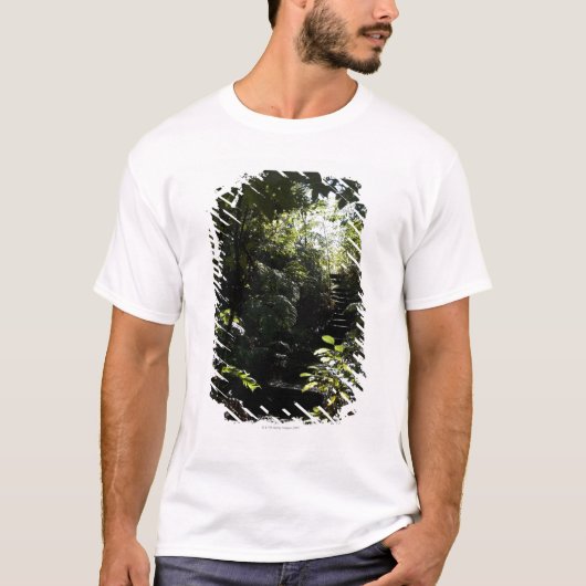 森林、日光の素朴な階段か歩道 Tシャツ (正面)