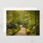 森林 |森林への歩道 ポストカード (正面/裏面)