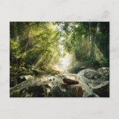 森林 |熱帯ジャングルフォレスト ポストカード (正面)