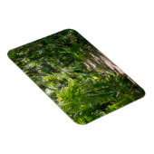 森林 |熱帯雨林トゥルムメキシコ マグネット (右側)