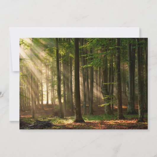 森林 |秋の森 サンキューカード (正面)