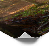 森林 |秋の森 ポスター (角)