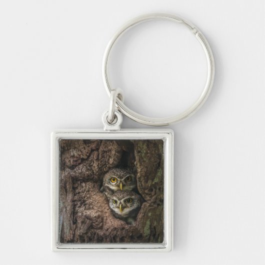 森林 | 2つのフクロウが探している キーホルダー (正面)