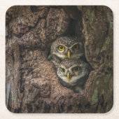 森林 | 2つのフクロウが探している スクエアペーパーコースター (正面)
