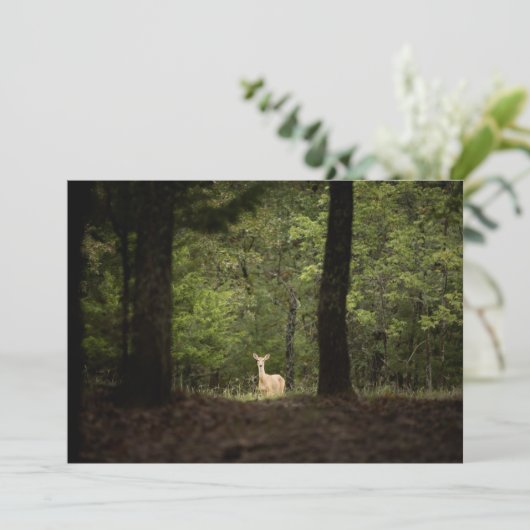 森林 | A白い尾を持つ鹿の森 サンキューカード (スタンド正面)
