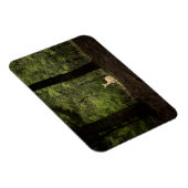 森林 | A白い尾を持つ鹿の森 マグネット (右側)