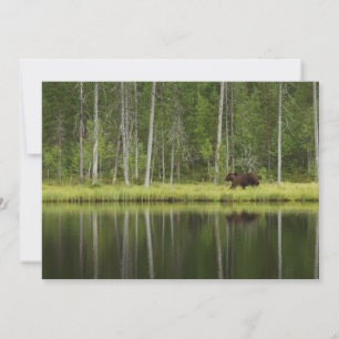 森林 Bear at Taiga Forest Northern Finland サンキューカード