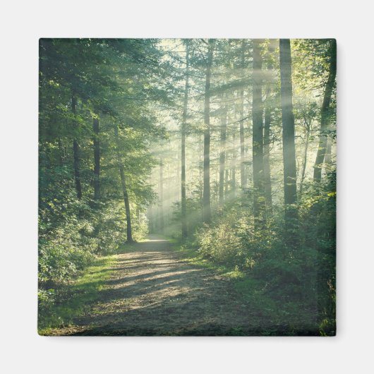 森林 Forest Path Hamburg Germany マグネット (正面)