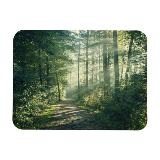 森林 Forest Path Hamburg Germany マグネット (横)