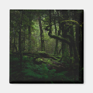森林   Routeburn Track Fiordland国立公園 マグネット
