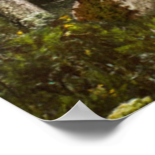 森林 | Sun Peek Thru ポスター (角)