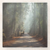 森林 | Woodland Stag ガラスコースター (正面)