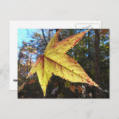 森白熱［赤熱］光を放つのアユの葉 ポストカード (正面/裏面)